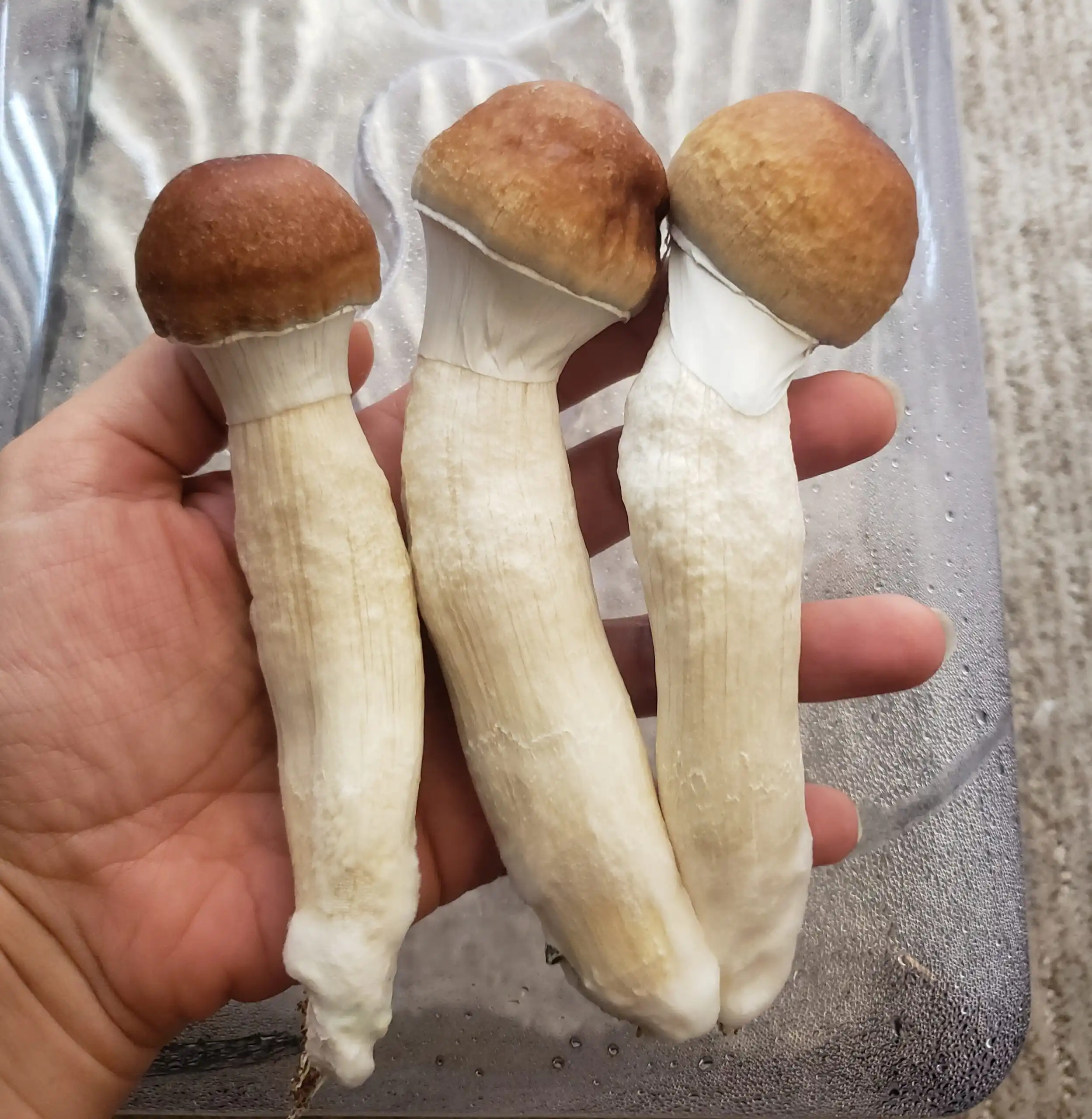 New Hampshire House Approves Bill To Legalize Psilocybin For Therapeutic Use