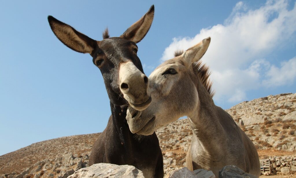 Don't Feed Marijuana Buds To Donkeys, New Study Warns - Marijuana Moment