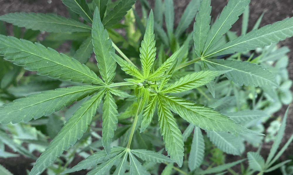 FDA Exploring ‘Flexibilities’ In Marijuana Scheduling Review, But Top Official Says DEA Has ‘Final Word’ FDA Exploring ‘Flexibilities’ In Marijuana Scheduling Review, But Top Official Says DEA Has ‘Final Word’