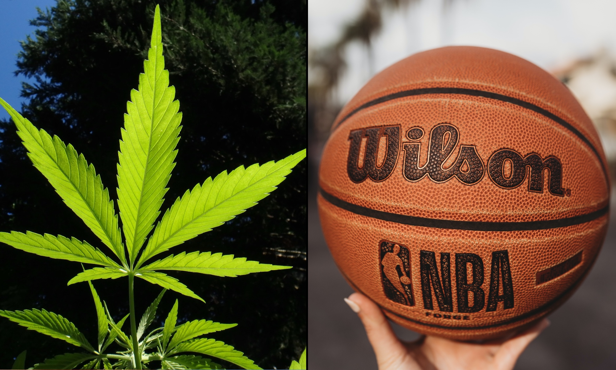 vedvarende ressource Glow tempo NBA Clarifies Players Won't Be Able To Promote Marijuana Brands, But League  Will Allow Passive Investments And End Testing - Marijuana Moment