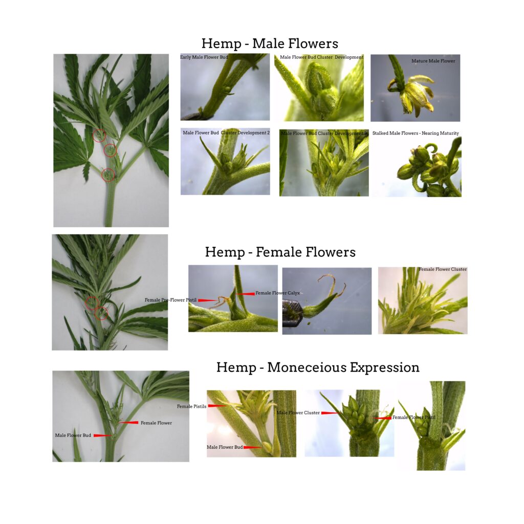 Image of hemp plant sex characteristics