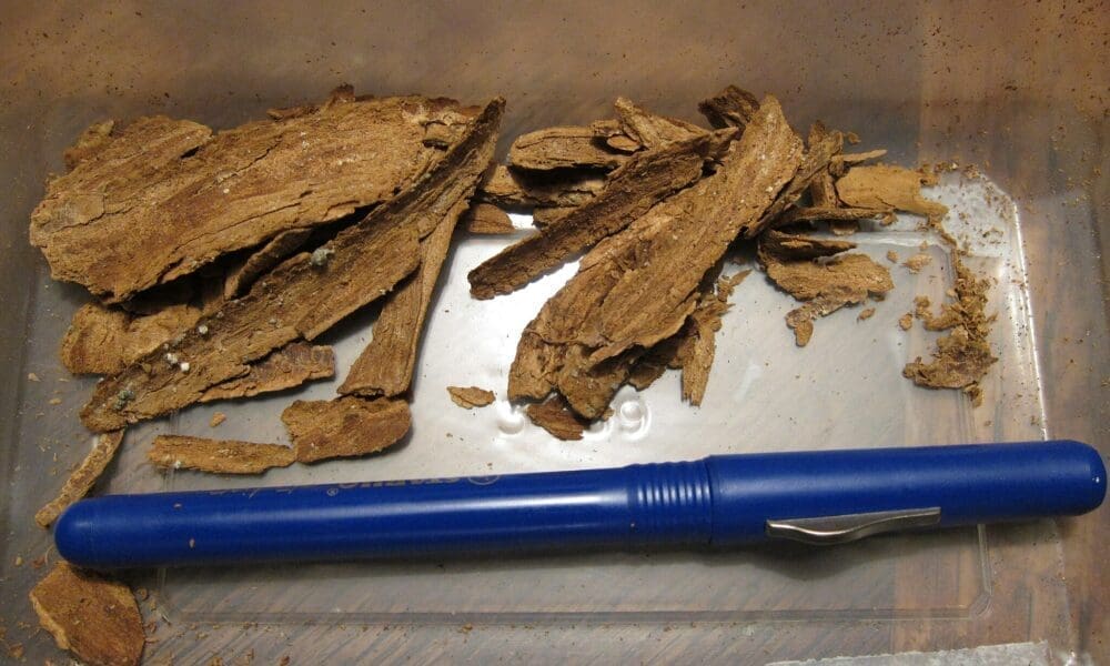 Kentucky Panel Hears Testimony On $42 Million Plan To Study Ibogaine As  Treatment For Opioid Use Disorder - Marijuana Moment
