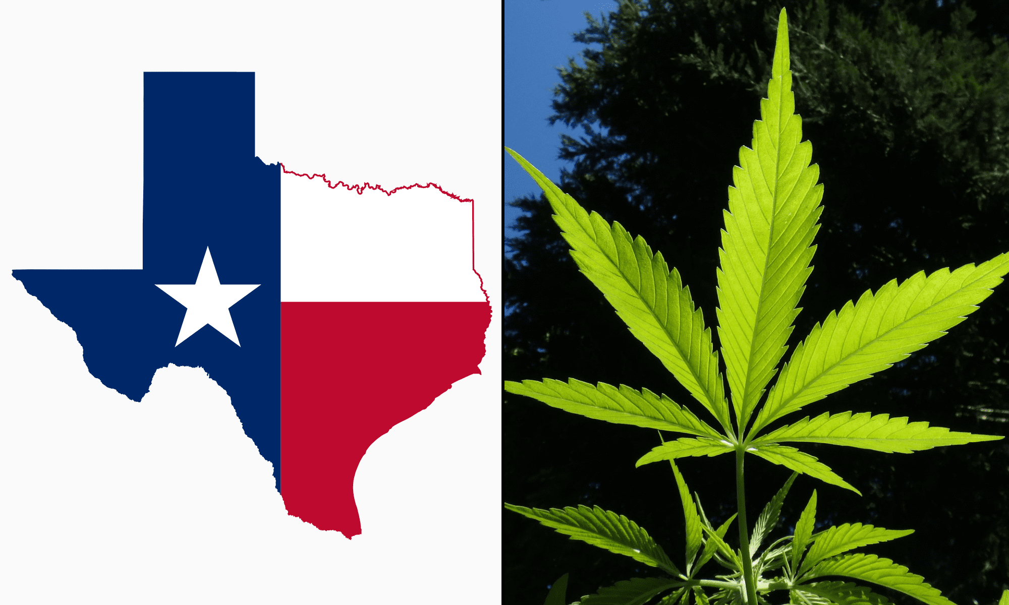 Texas Governor Still Won’t Say If He’ll Sign Hemp Ban Bill, But Thinks There Are ‘Meaningful’ Concerns On Both Sides Of The Debate