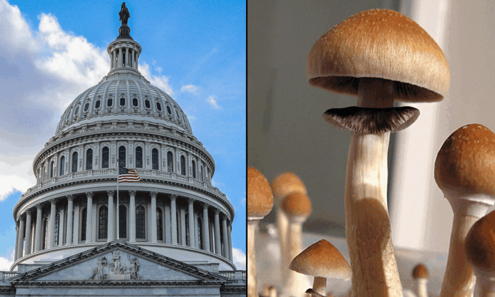 GOP Congressman Details ‘Life-Saving’ Psychedelic Therapy Experience Where He Saw Cosmic Colors And Time Travel