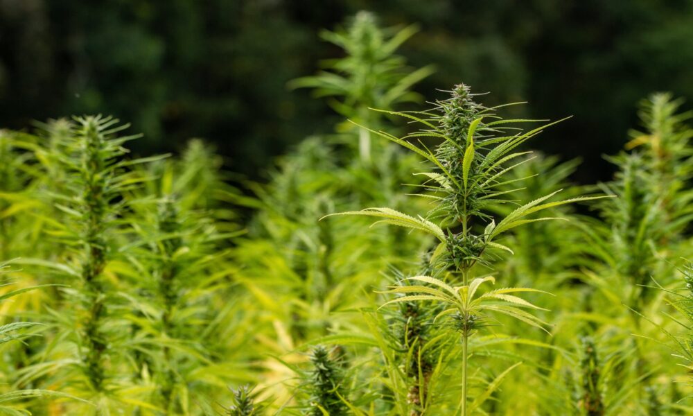 Using Hemp Flour And Oil Can Make Gluten-Free Baked Goods With ‘Optimal’ Texture And ‘Significant’ Nutrition, Study Shows