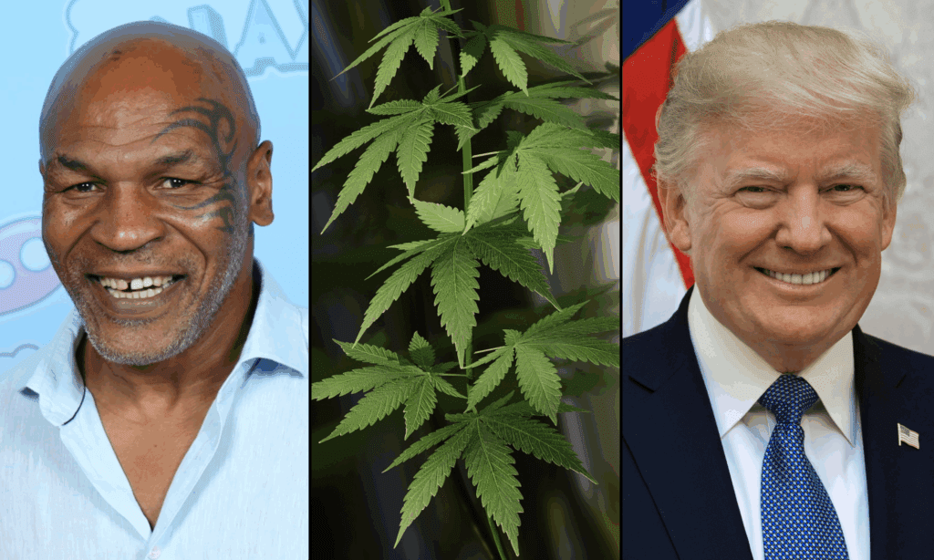 Mike Tyson And Other Celebs Push Trump To Go Further On Marijuana Than Biden By Expanding Clemency And Enacting Rescheduling