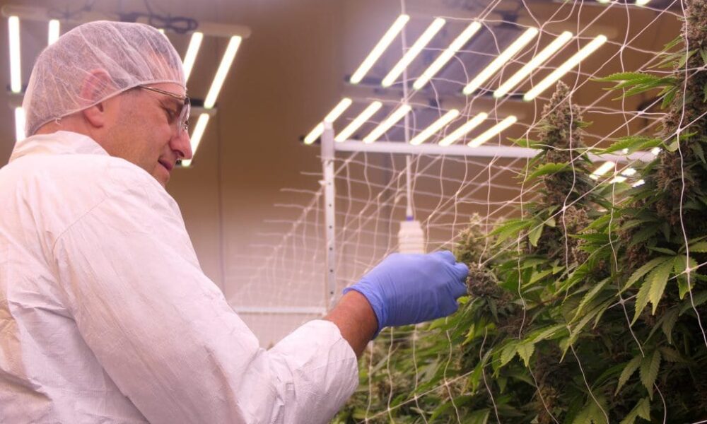 Delaware Governor Tours Marijuana Grow Ahead Of Friday Sales Launch, Saying State Will Produce ‘The French Wine Of Weed’