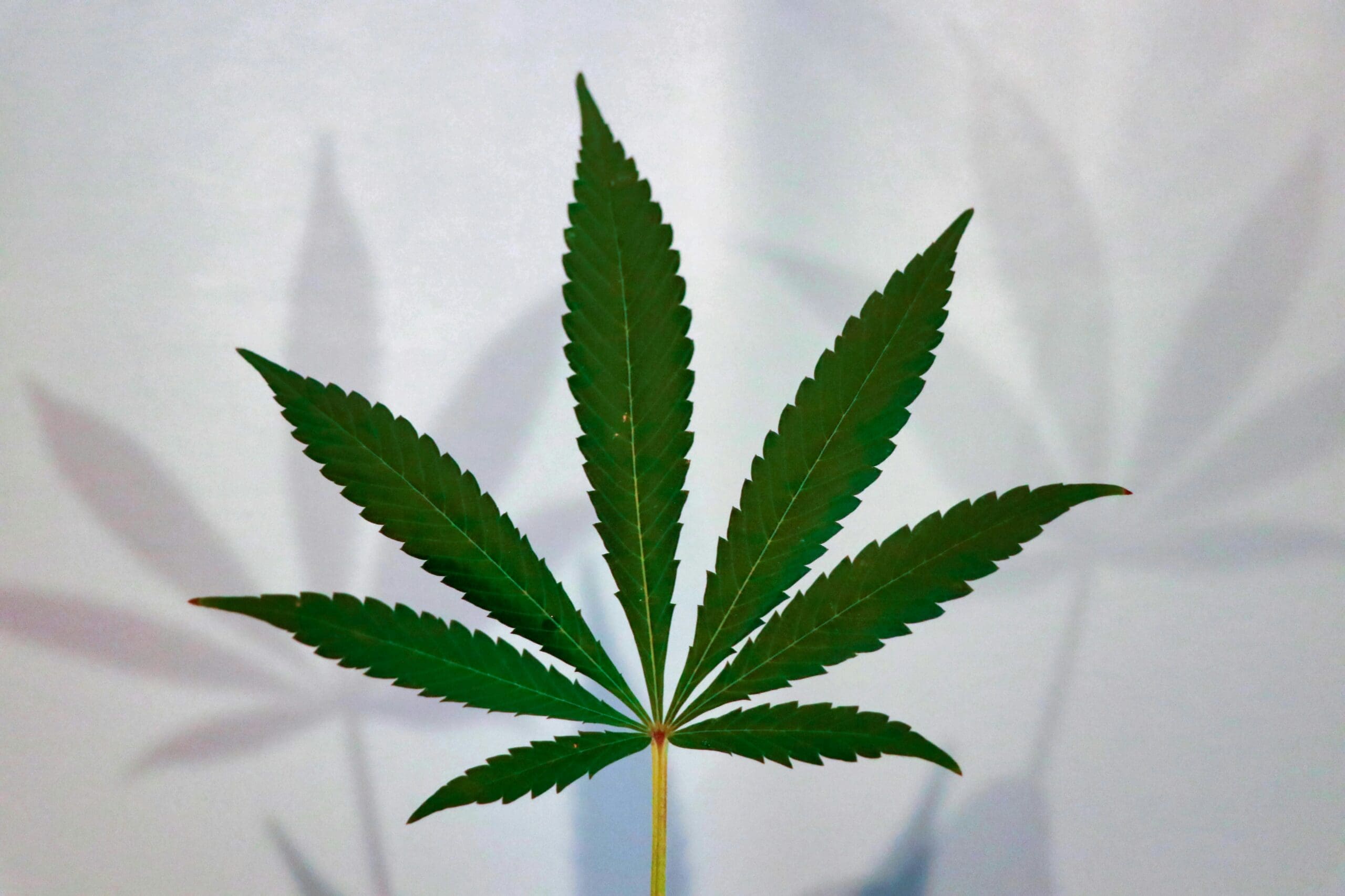 Federal Cannabis Reform Deserves Better Than Political Theater (Op-Ed)