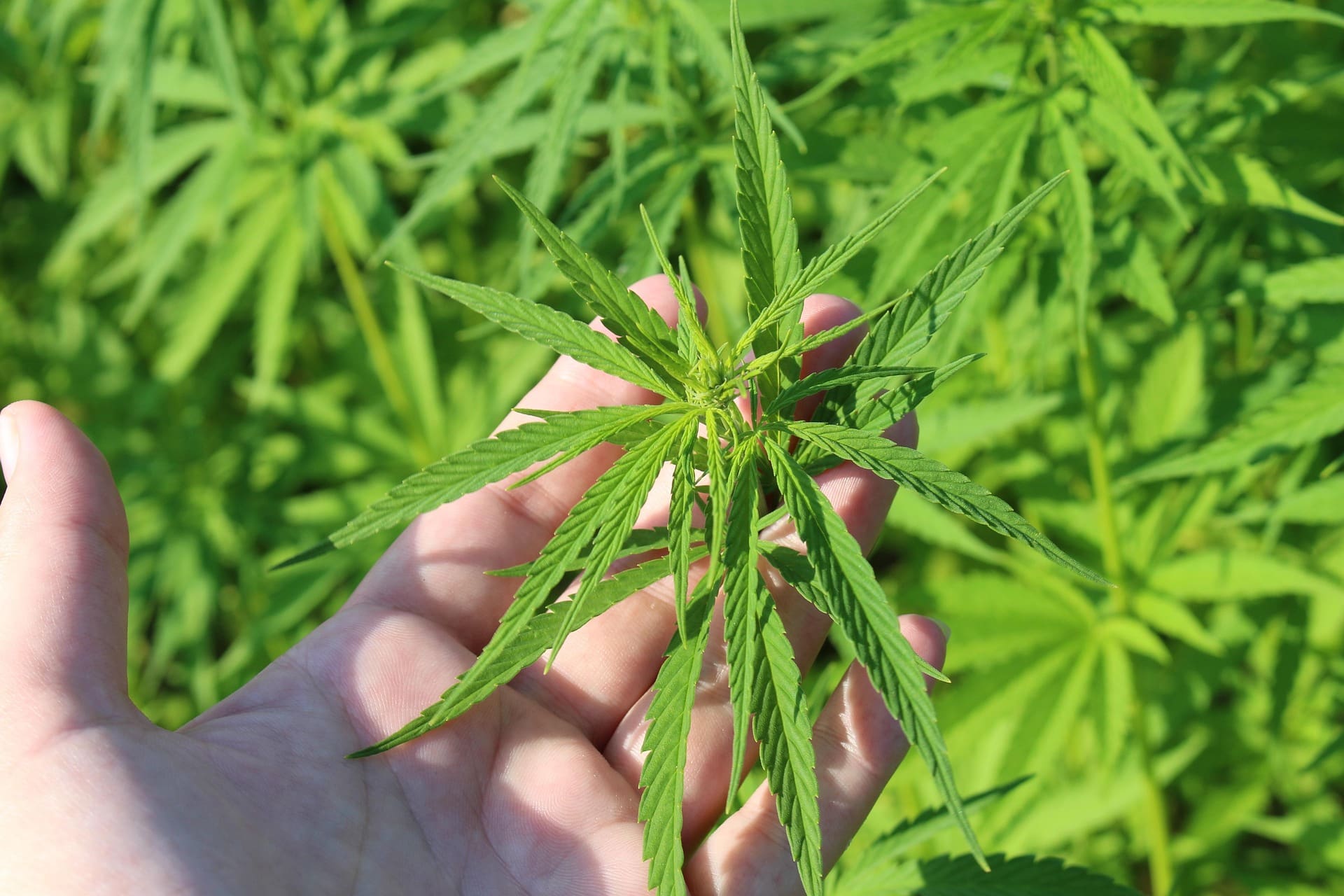 Senate Committee Pushes VA To Explore Medical Marijuana As An Opioid Alternative For Veterans