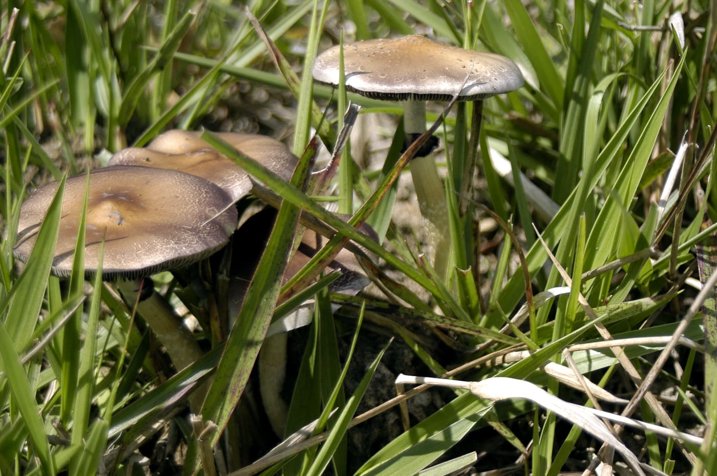 Psychedelic Retreats ‘Significantly Improved’ Mental Health For Military Veterans With PTSD And Depression, Study Finds