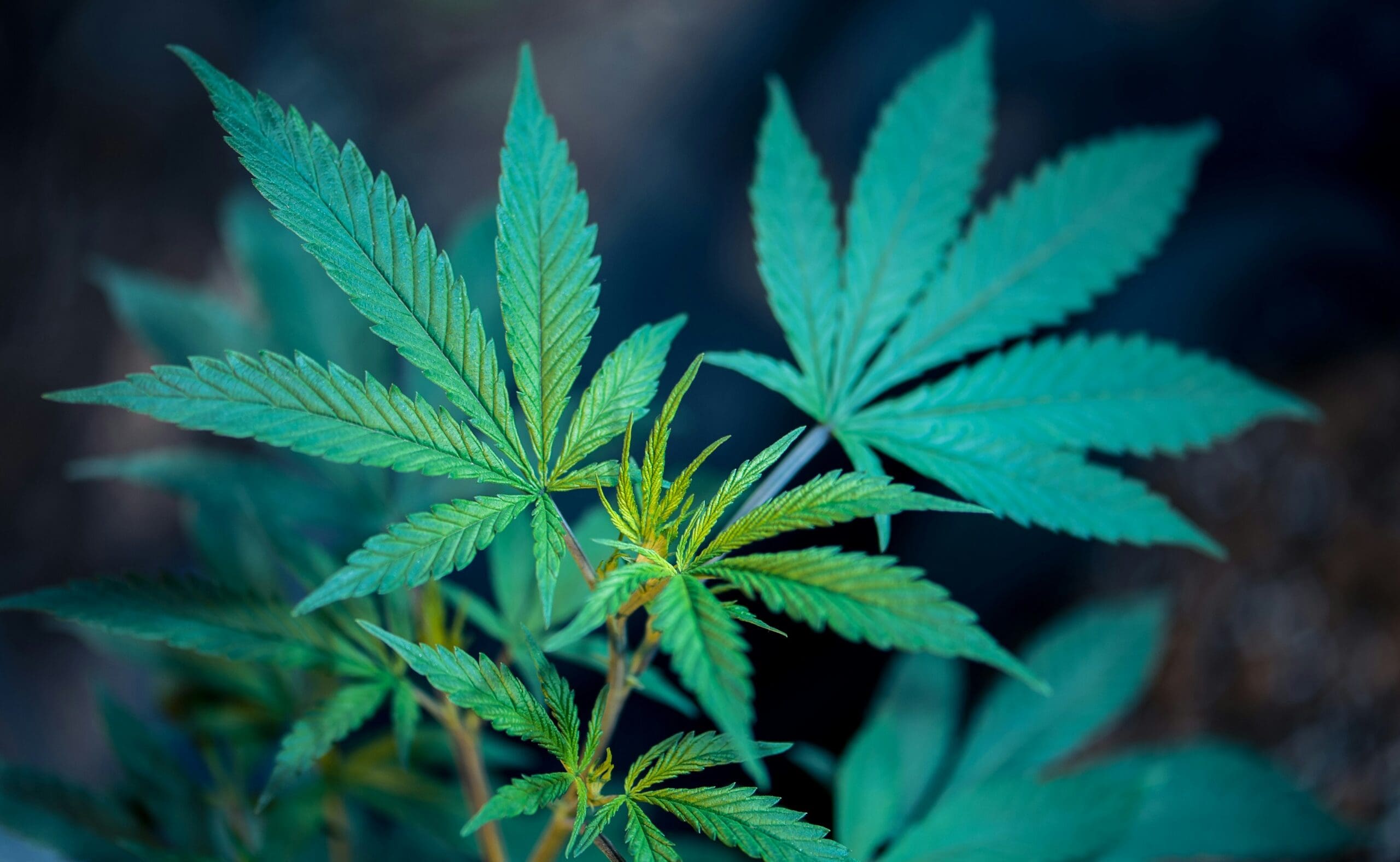 Republican Candidate For Wisconsin Governor Says He’s ‘Open’ To Marijuana Legalization