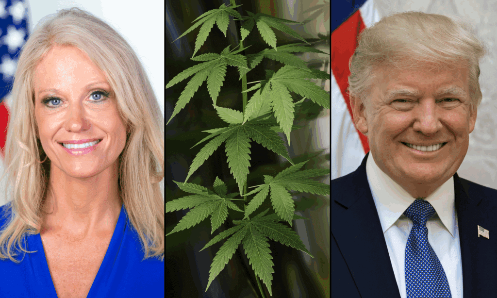 Former Trump Advisor Kellyanne Conway Is The ‘Biggest Champion’ Of Marijuana Rescheduling In President’s ‘Inner Circle,’ GOP Congressman Says