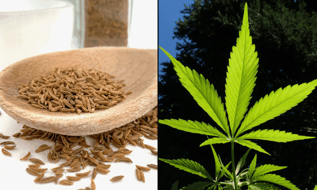 Scientists Develop New Class Of CBD Using A Common Kitchen Spice—Not Cannabis