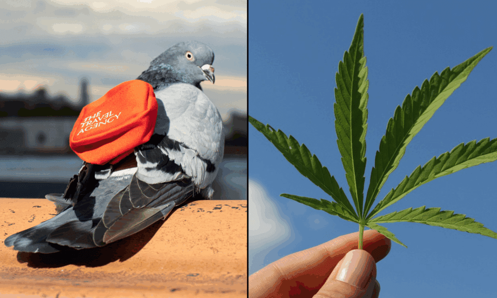 No, Carrier Pigeons Will Not Be Delivering Marijuana In New York, Retailer Confirms After Marketing Stunt Fools Media Outlets