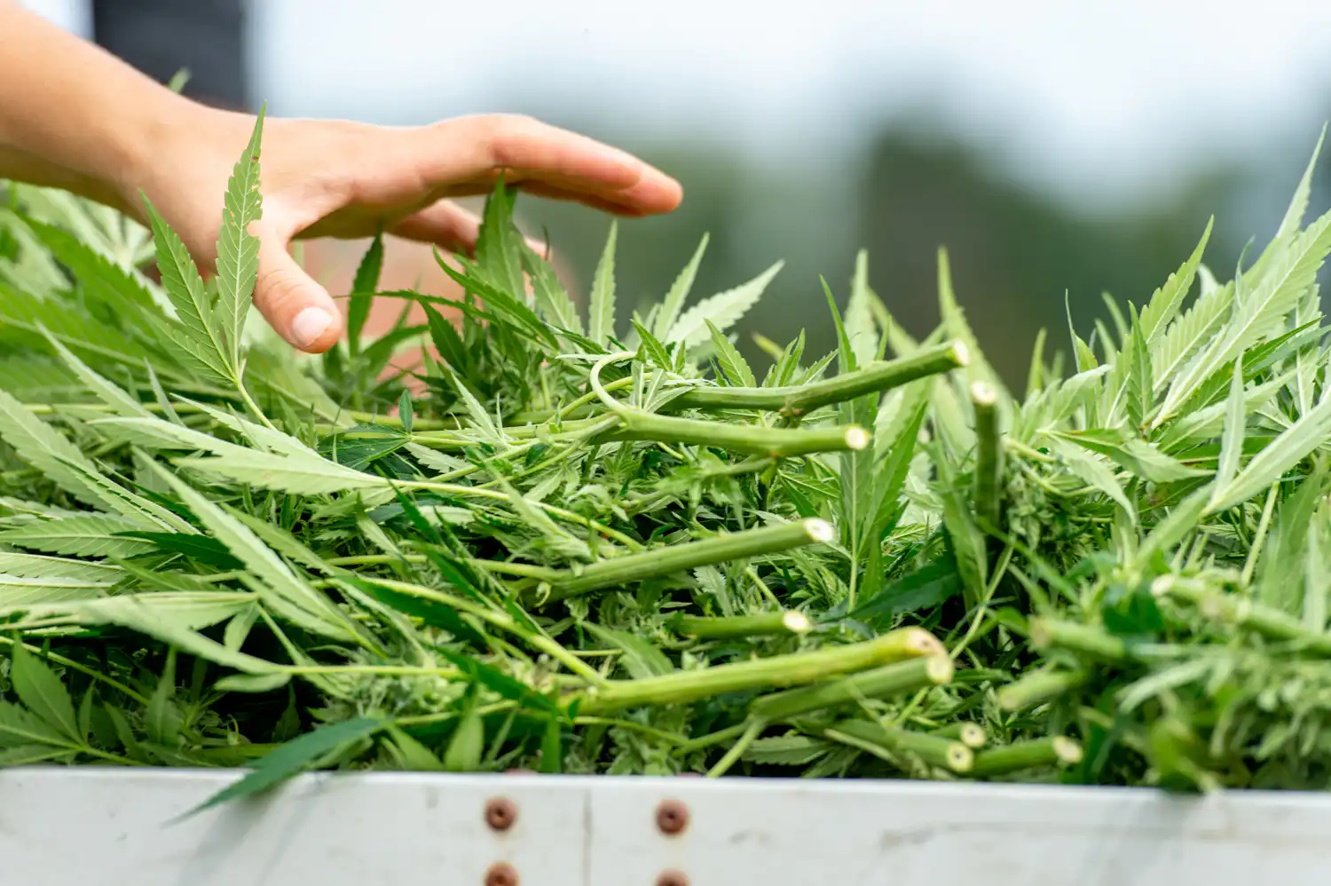 Florida Lawmakers Pass Bill To Provide Discounted Medical Marijuana Cards For Military Veterans