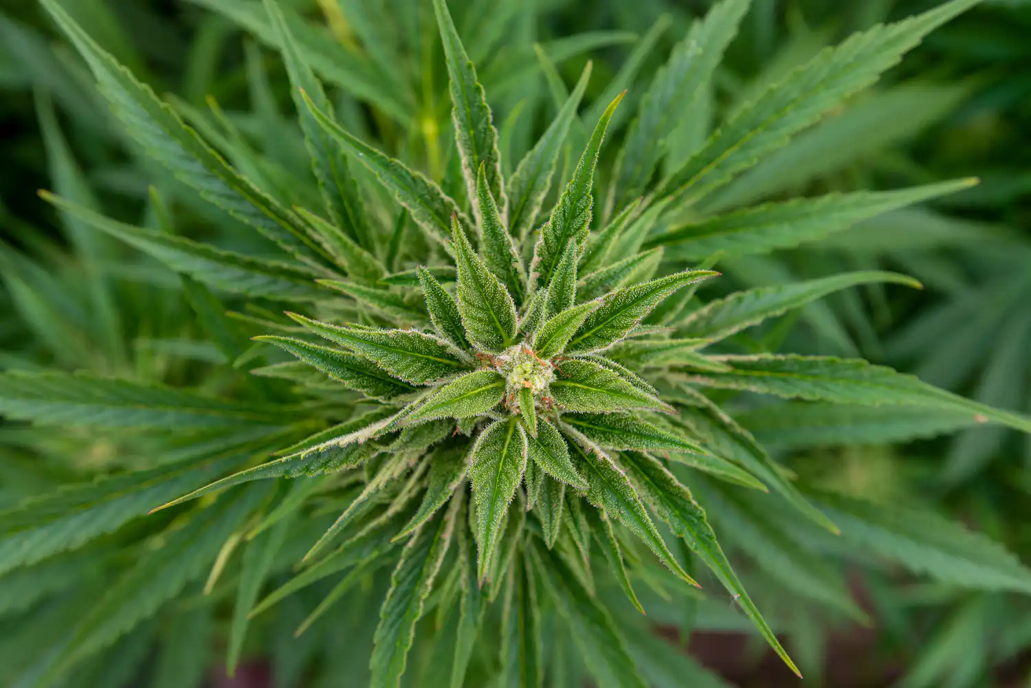 Arizona Senators Approve Measures To Criminalize ‘Excessive’ Marijuana Smoke Or Odor