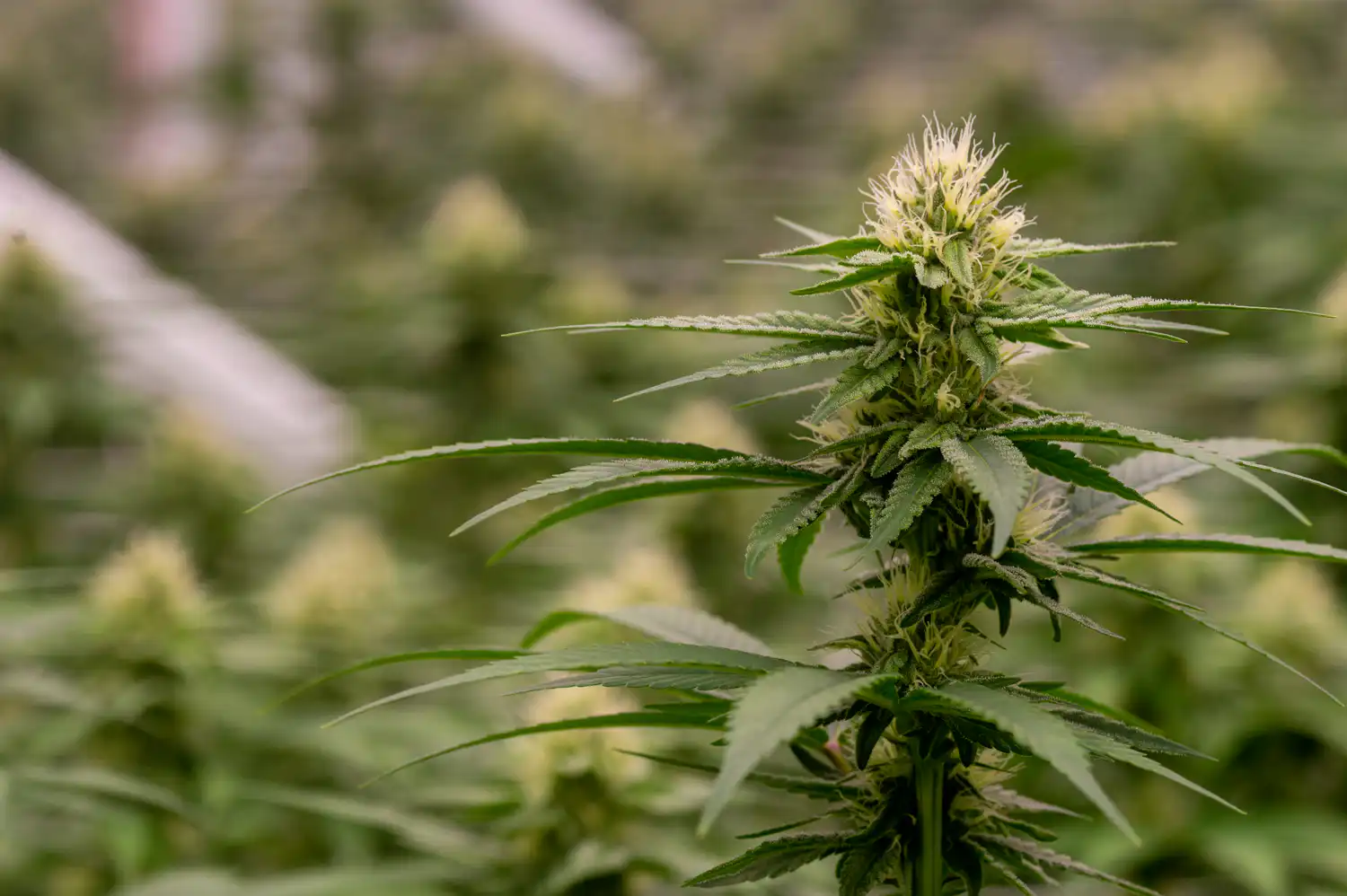 Virginia’s Cannabis Sales Legalization Bill Gives An Unfair Head Start To Existing Big Businesses (Op-Ed)