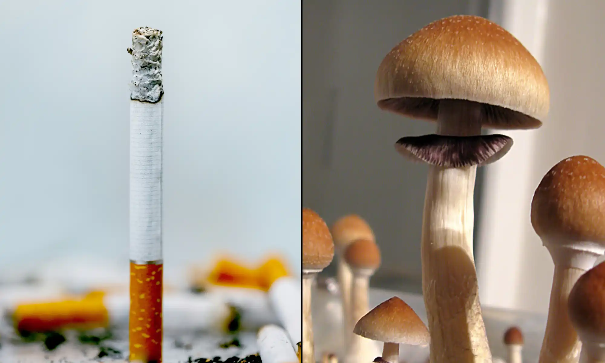 Psilocybin Helps People Quit Cigarettes More Effectively Than Nicotine Patches Do, American Medical Association-Published Study Shows