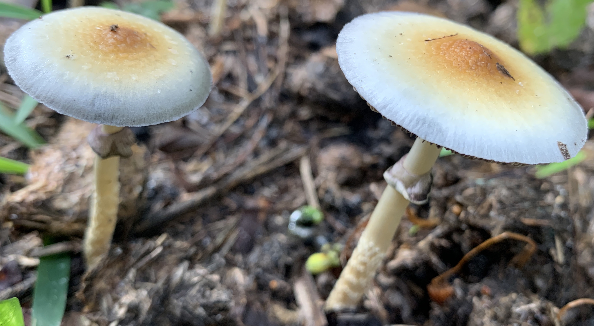 Connecticut Senate Votes To Expand Psychedelics Pilot Program In Anticipation Of FDA Approval